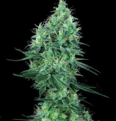 Electric Lemon G > T.H. Seeds | Semillas Regulares  |  Sativa